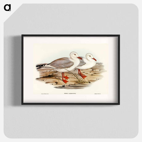 アートポスター-Jameson's Gull
 - オーストラリアの鳥 Poster.
