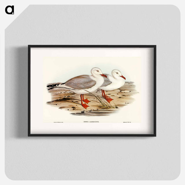 アートポスター-Jameson's Gull
 - オーストラリアの鳥 Poster.