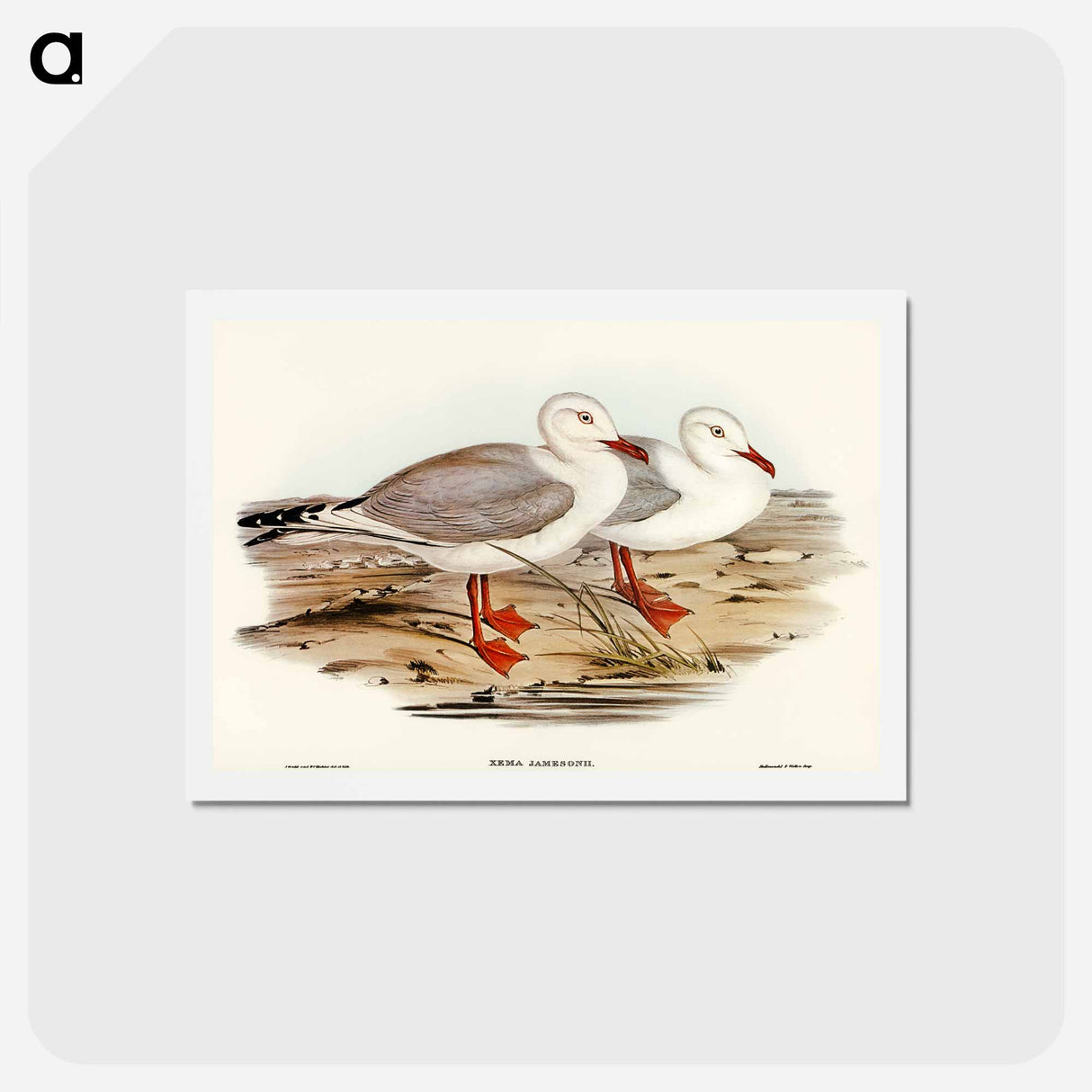 アートポストカード-Jameson's Gull
 - オーストラリアの鳥 Postcard.