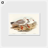 アートポストカード-Jameson's Gull
 - オーストラリアの鳥 Postcard.