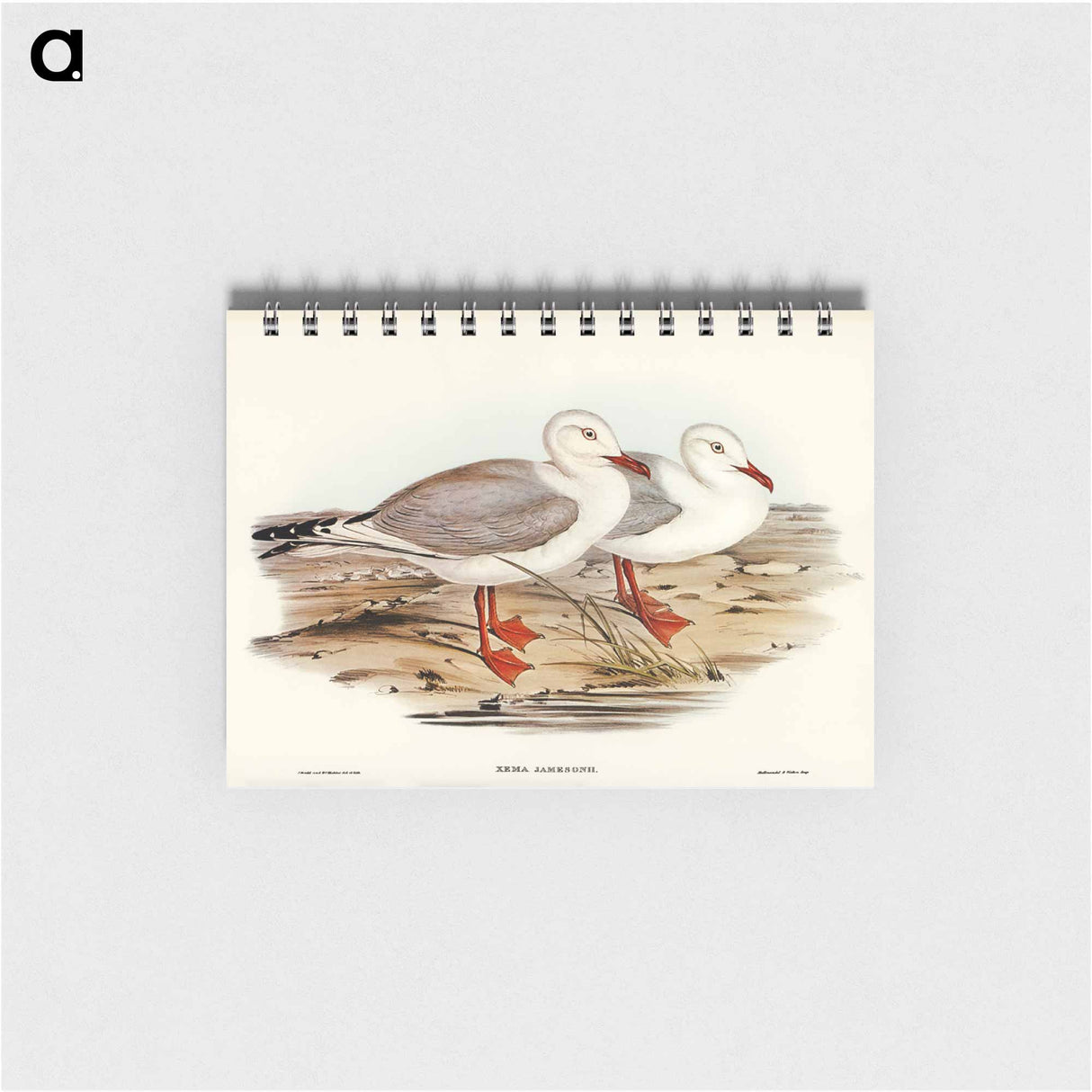 アートメモ帳-Jameson's Gull
 - オーストラリアの鳥 Memo.