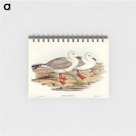 アートメモ帳-Jameson's Gull
 - オーストラリアの鳥 Memo.