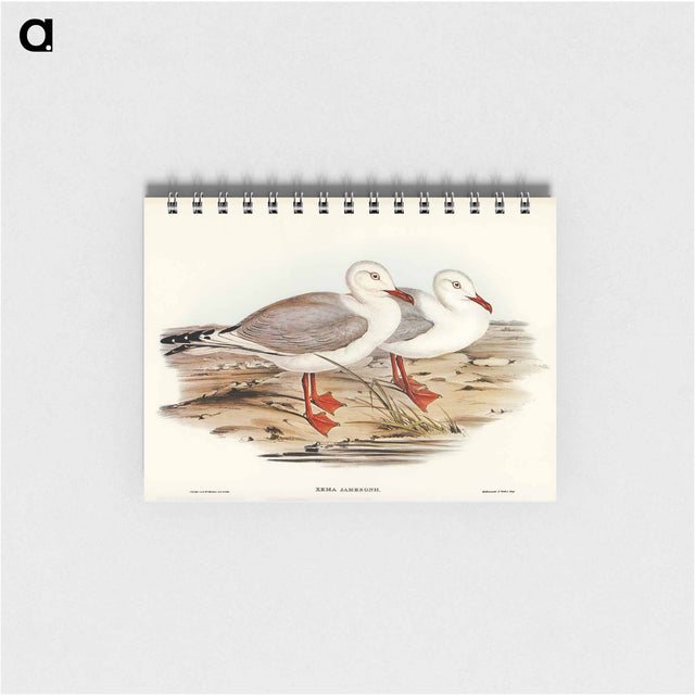 アートメモ帳-Jameson's Gull
 - オーストラリアの鳥 Memo.
