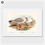 アートポスター-Jameson's Gull
 - オーストラリアの鳥 Poster.
