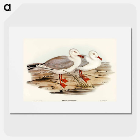 アートポスター-Jameson's Gull
 - オーストラリアの鳥 Poster.