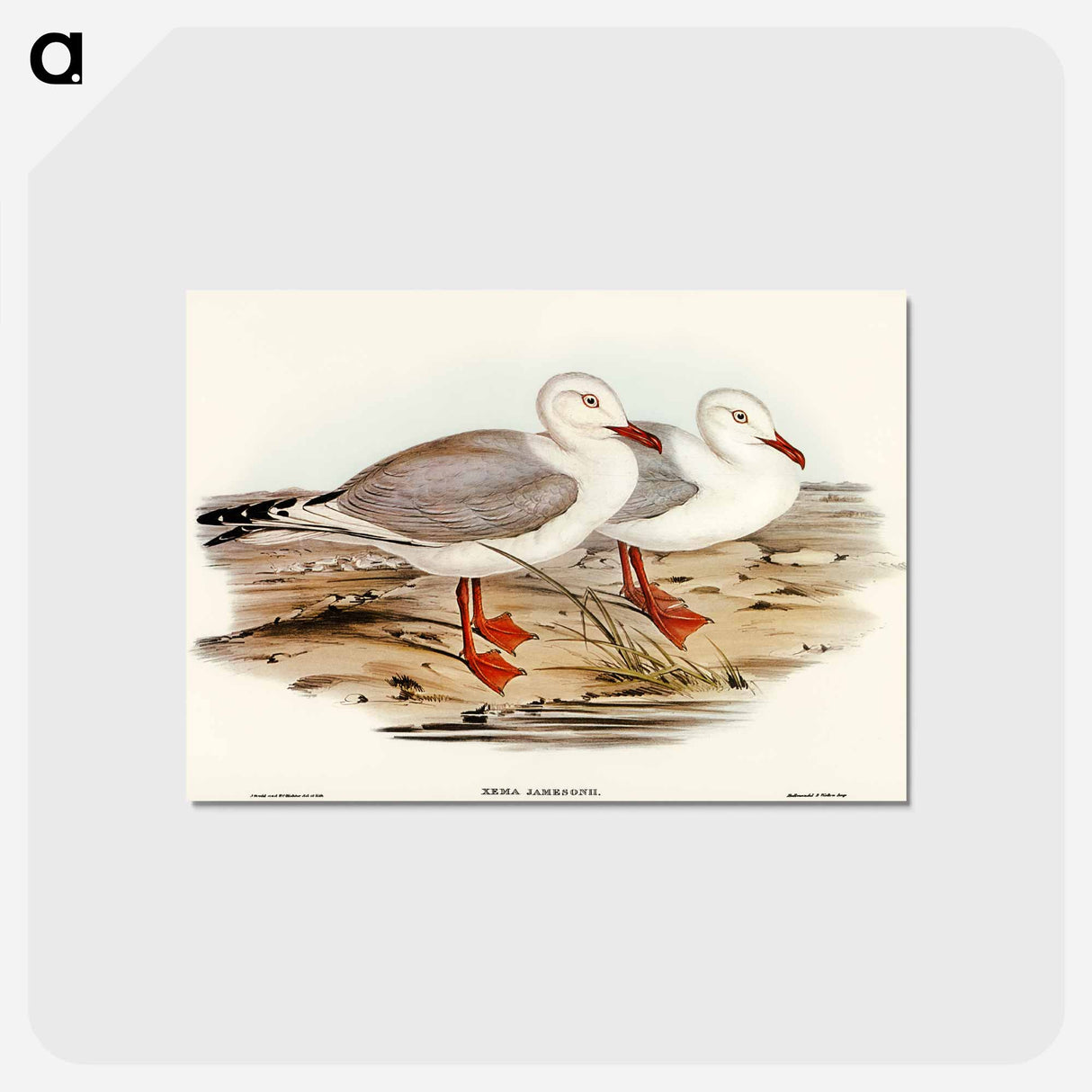 アートポストカード-Jameson's Gull
 - オーストラリアの鳥 Postcard.