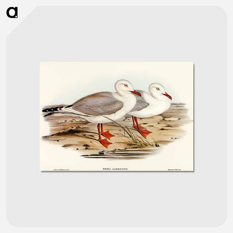 アートポストカード-Jameson's Gull
 - オーストラリアの鳥 Postcard.