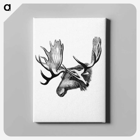 アートパネル-Moose From The Sportsman and Naturalist in Canada
 - 大英図書館 Canvas.
