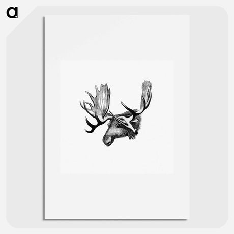 アートポスター-Moose From The Sportsman and Naturalist in Canada
 - 大英図書館 Poster.