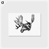 アートポストカード-Moose From The Sportsman and Naturalist in Canada
 - 大英図書館 Postcard.