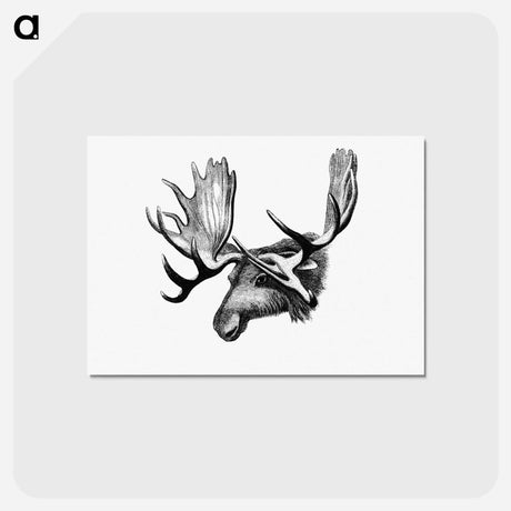 アートポストカード-Moose From The Sportsman and Naturalist in Canada
 - 大英図書館 Postcard.