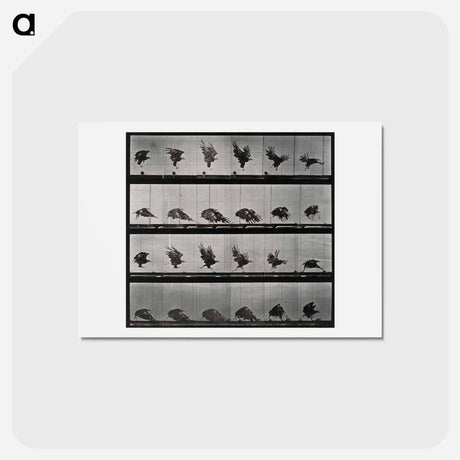 アートポストカード-Eagle Landing
 - エドワード マイブリッジ Postcard.