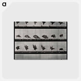 アートポストカード-Eagle Landing
 - エドワード マイブリッジ Postcard.