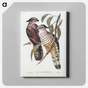 アートパネル-Crested Hawk
 - ジョン グールド Canvas.