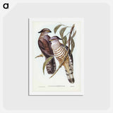 アートポストカード-Crested Hawk
 - ジョン グールド Postcard.