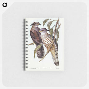 アートメモ帳-Crested Hawk
 - ジョン グールド Memo.