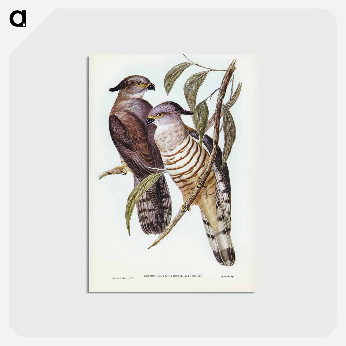 アートポストカード-Crested Hawk
 - ジョン グールド Postcard.