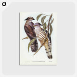 アートポストカード-Crested Hawk
 - ジョン グールド Postcard.