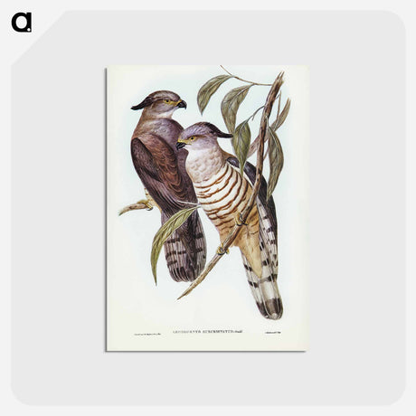 アートポストカード-Crested Hawk
 - ジョン グールド Postcard.