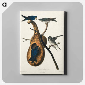 アートパネル-Purple Martin
 - ジョン ジェームス オーデュボン Canvas.