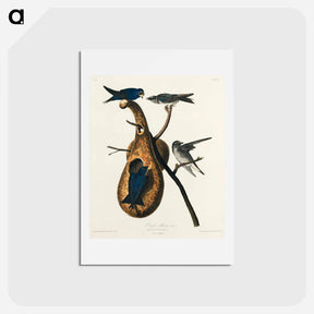 アートポストカード-Purple Martin
 - ジョン ジェームス オーデュボン Postcard.