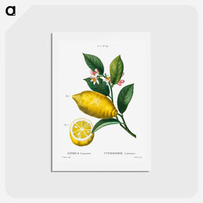 アートポストカード-Traité des Arbres et Arbustes que l’on cultive en France en pleine terre - ピエール ジョゼフ ルドゥーテ Postcard.
