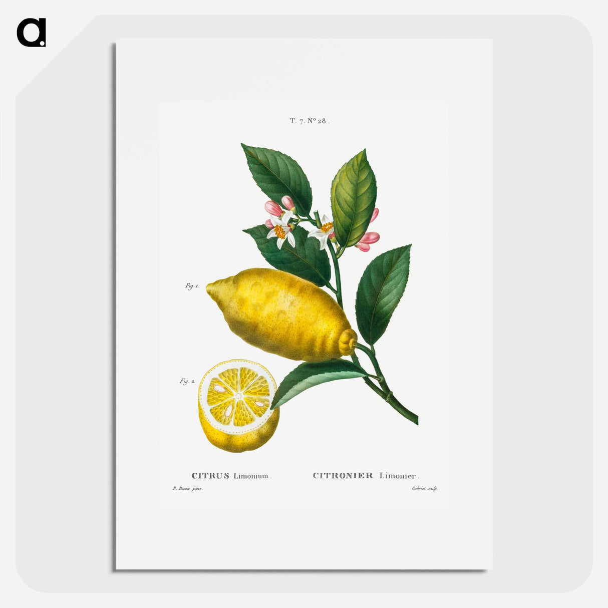 Traité des Arbres et Arbustes que l'on cultive en France en pleine terre - Pierre-Joseph Redouté Poster.