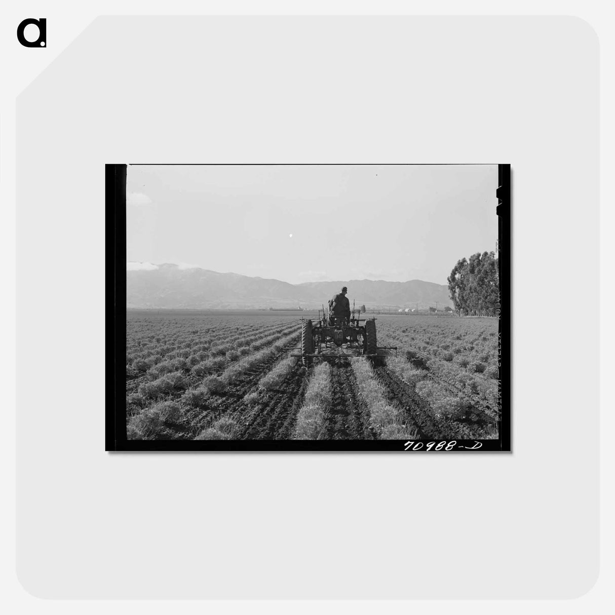 アートポストカード-Guayule Cultivation
 - ラッセル リー Postcard.