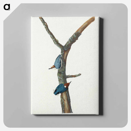 アートパネル-Brown-headed Nuthatch
 - アメリカの鳥たち Canvas.