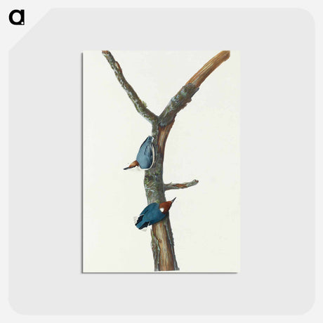アートポストカード-Brown-headed Nuthatch
 - アメリカの鳥たち Postcard.
