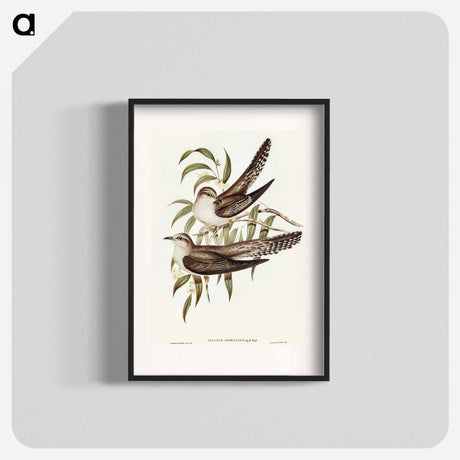 アートポスター-Unadorned Cuckoo
 - オーストラリアの鳥 Poster.