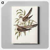 Unadorned Cuckoo
 - オーストラリアの鳥 Canvas.