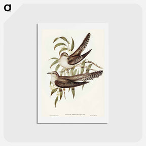 アートポストカード-Unadorned Cuckoo
 - オーストラリアの鳥 Postcard.