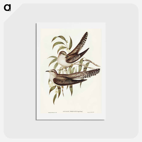 アートポストカード-Unadorned Cuckoo
 - オーストラリアの鳥 Postcard.