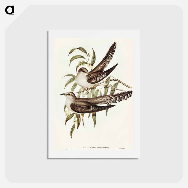 アートポストカード-Unadorned Cuckoo
 - オーストラリアの鳥 Postcard.