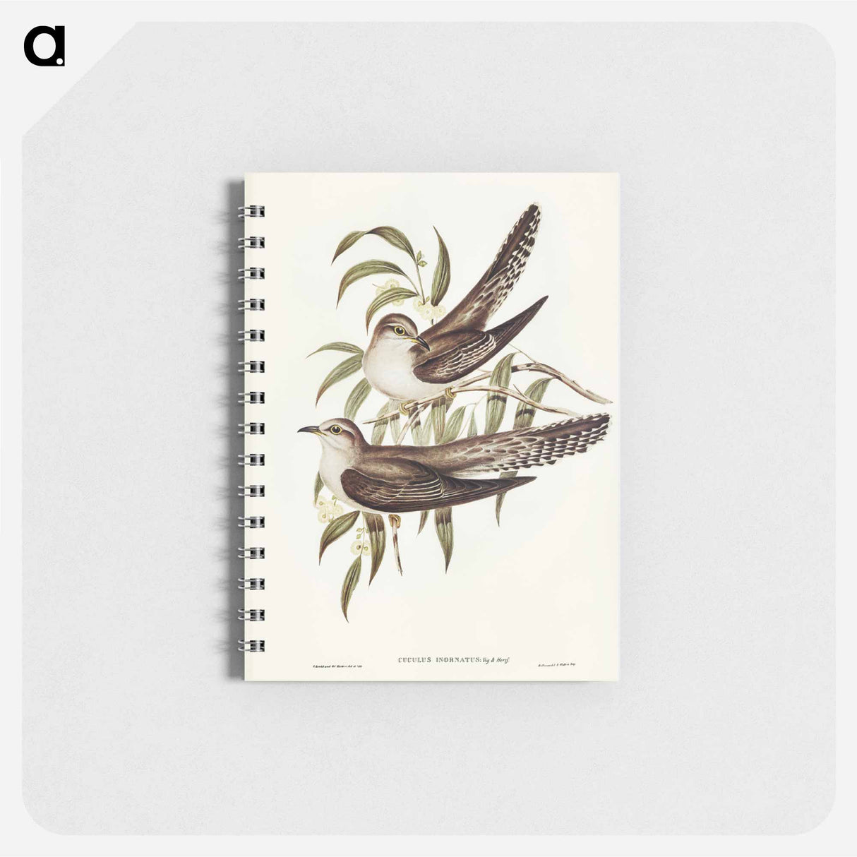 アートメモ帳-Unadorned Cuckoo
 - オーストラリアの鳥 Memo.