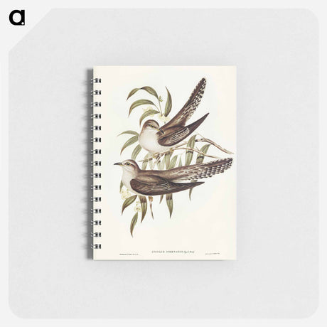 アートメモ帳-Unadorned Cuckoo
 - オーストラリアの鳥 Memo.