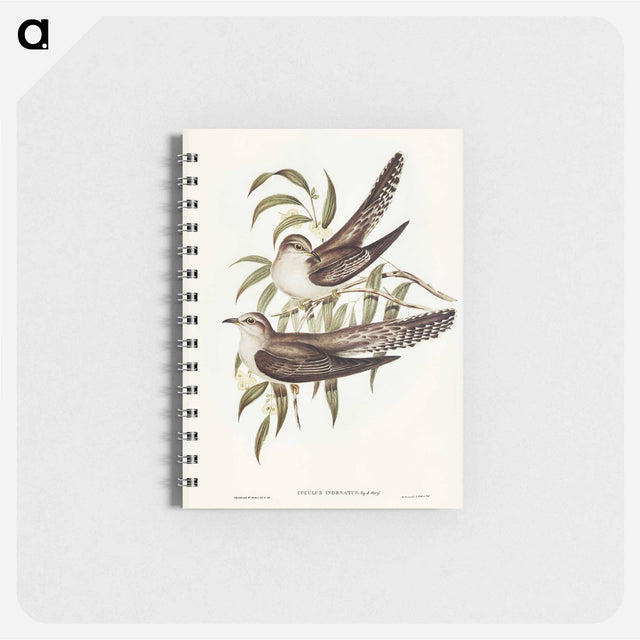 アートメモ帳-Unadorned Cuckoo
 - オーストラリアの鳥 Memo.