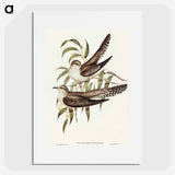 アートポスター-Unadorned Cuckoo
 - オーストラリアの鳥 Poster.
