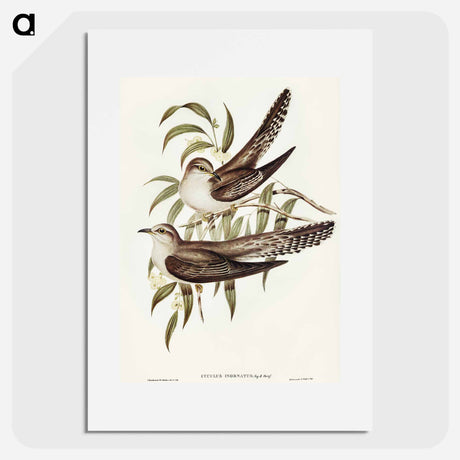 アートポスター-Unadorned Cuckoo
 - オーストラリアの鳥 Poster.