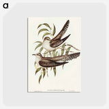 アートポストカード-Unadorned Cuckoo
 - オーストラリアの鳥 Postcard.