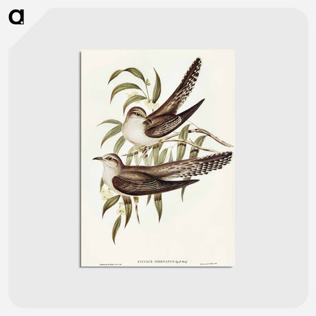 アートポストカード-Unadorned Cuckoo
 - オーストラリアの鳥 Postcard.