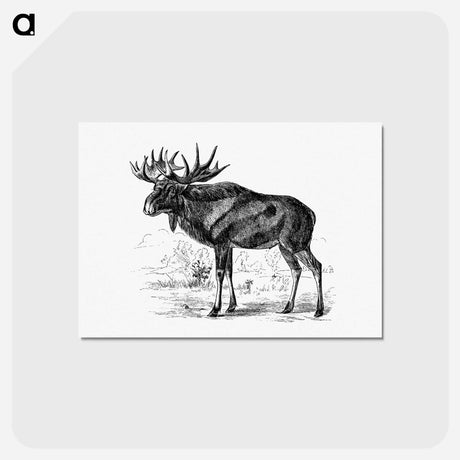 アートポストカード-Scandinavian Elk
 - 大英図書館 Postcard.
