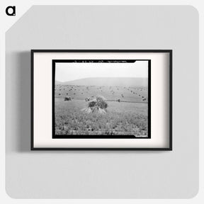 アートポスター-Virginia wheat. Vicinity of Sperryville - ドロテア ラング Poster.