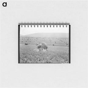 アートメモ帳-Virginia wheat. Vicinity of Sperryville - ドロテア ラング Memo.