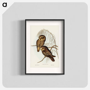 アートポスター-Spotted Owl
 - ジョン グールド Poster.