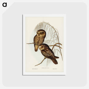 アートポストカード-Spotted Owl
 - ジョン グールド Postcard.