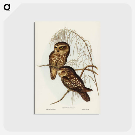 アートポストカード-Spotted Owl
 - ジョン グールド Postcard.