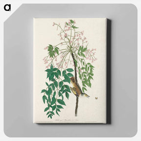 アートパネル-White-eyed Flycatcher
 - ジョン ジェームス オーデュボン Canvas.