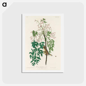 アートポストカード-White-eyed Flycatcher
 - ジョン ジェームス オーデュボン Postcard.